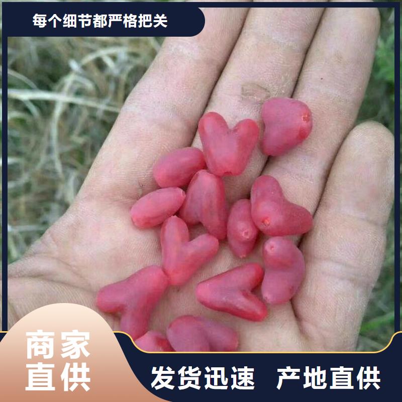 杈杷果西瓜番石榴苗精选厂家好货