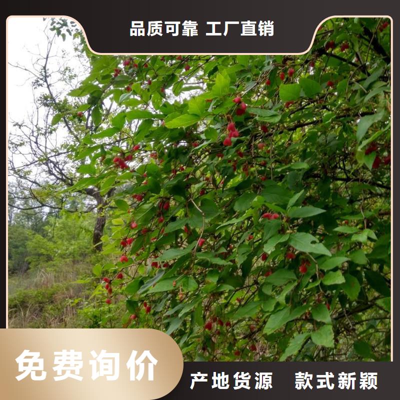 杈杷果-樱桃苗服务始终如一