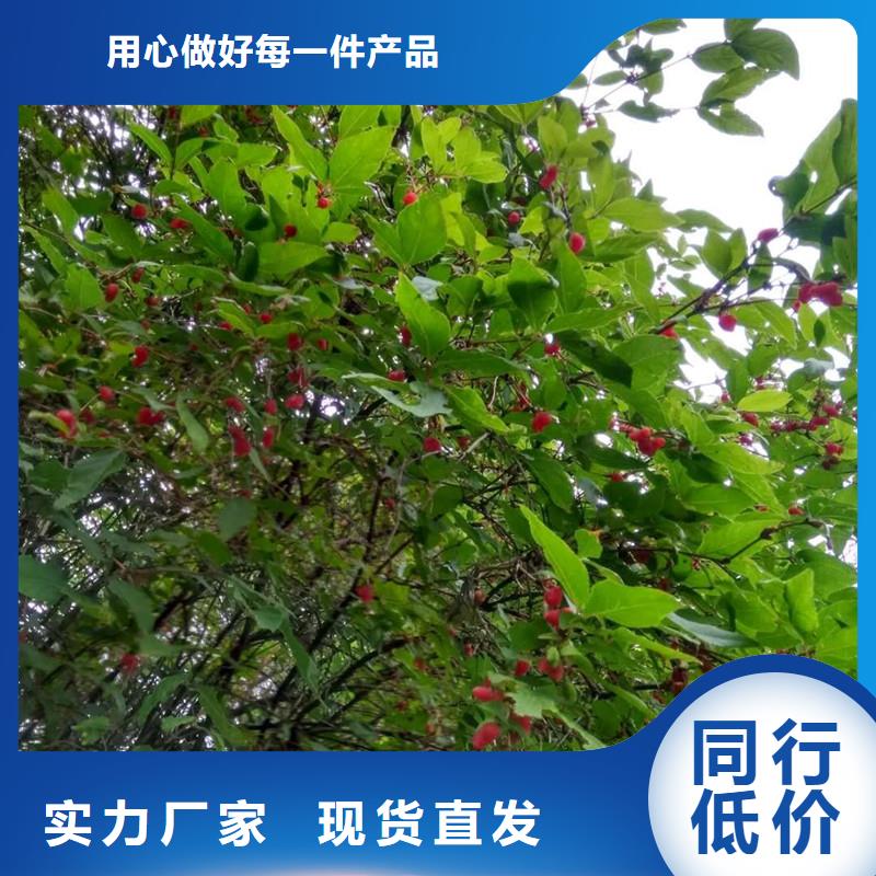 杈杷果樱桃苗材质实在