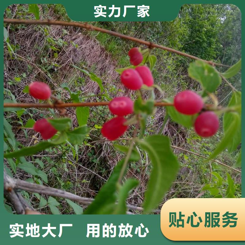 杈杷果樱桃苗材质实在