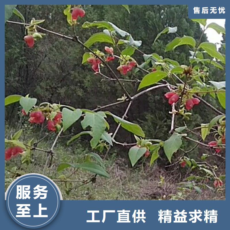 杈杷果苹果苗厂家现货批发