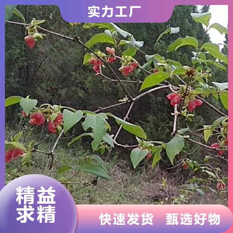 杈杷果苹果苗厂家现货批发