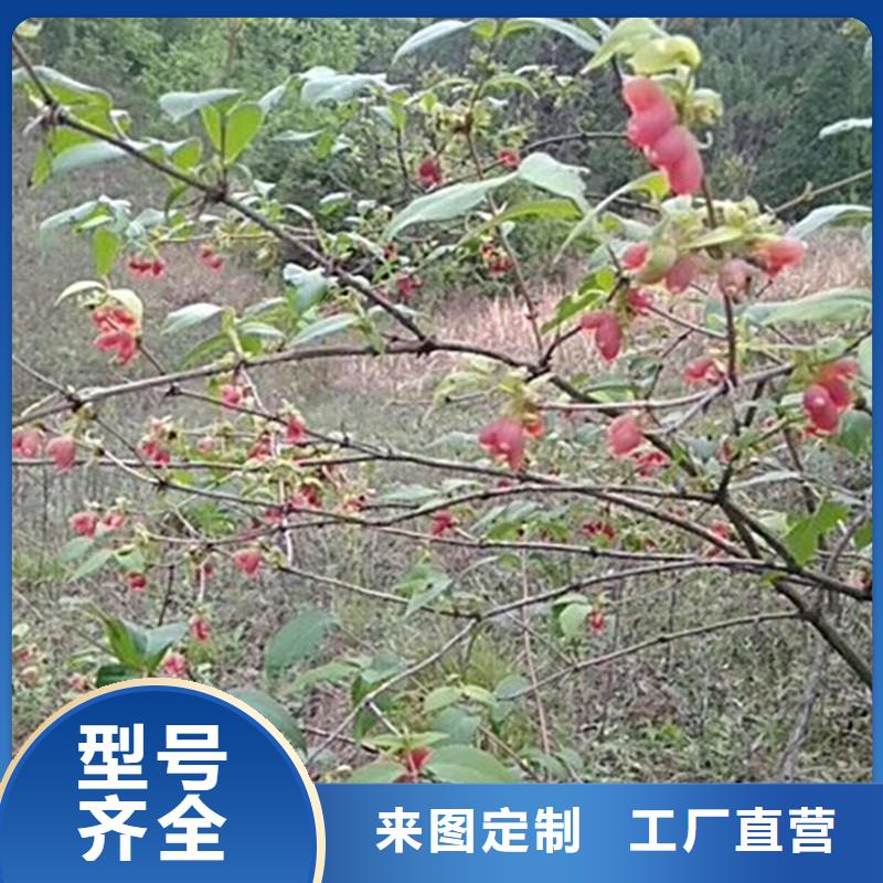 杈杷果苹果苗厂家现货批发
