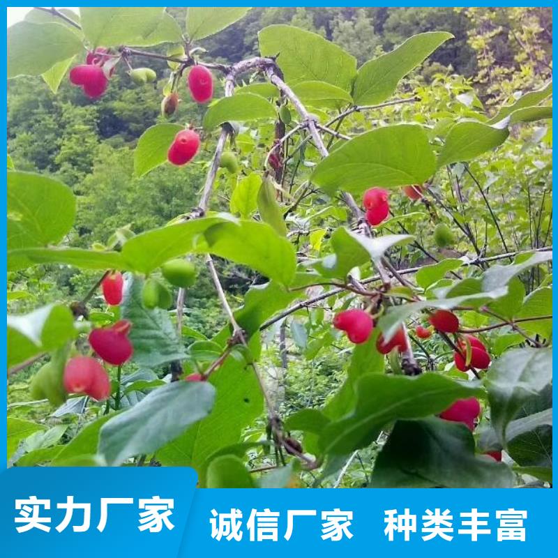 杈杷果【【猕猴桃苗】】多年行业经验