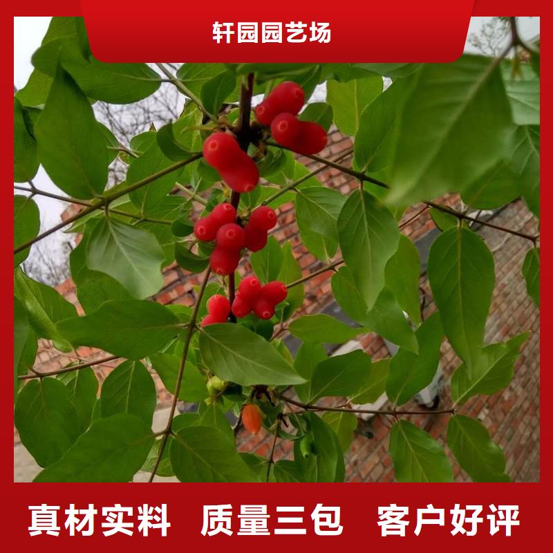 【杈杷果】-苹果苗精益求精