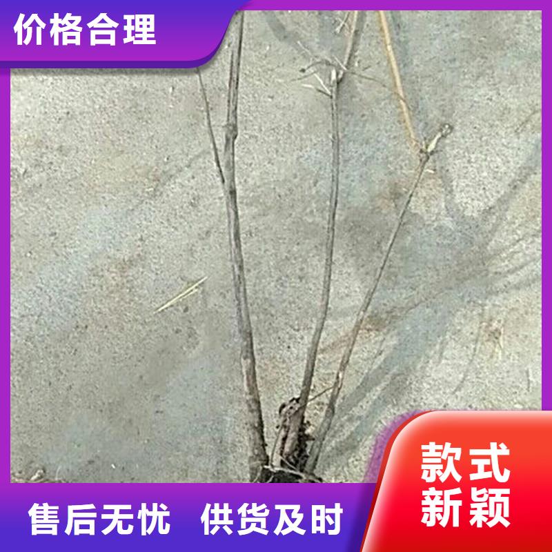 杈杷果【【猕猴桃苗】】多年行业经验