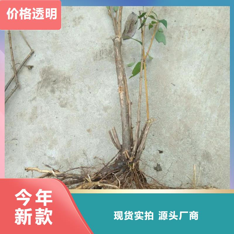 杈杷果【【猕猴桃苗】】多年行业经验