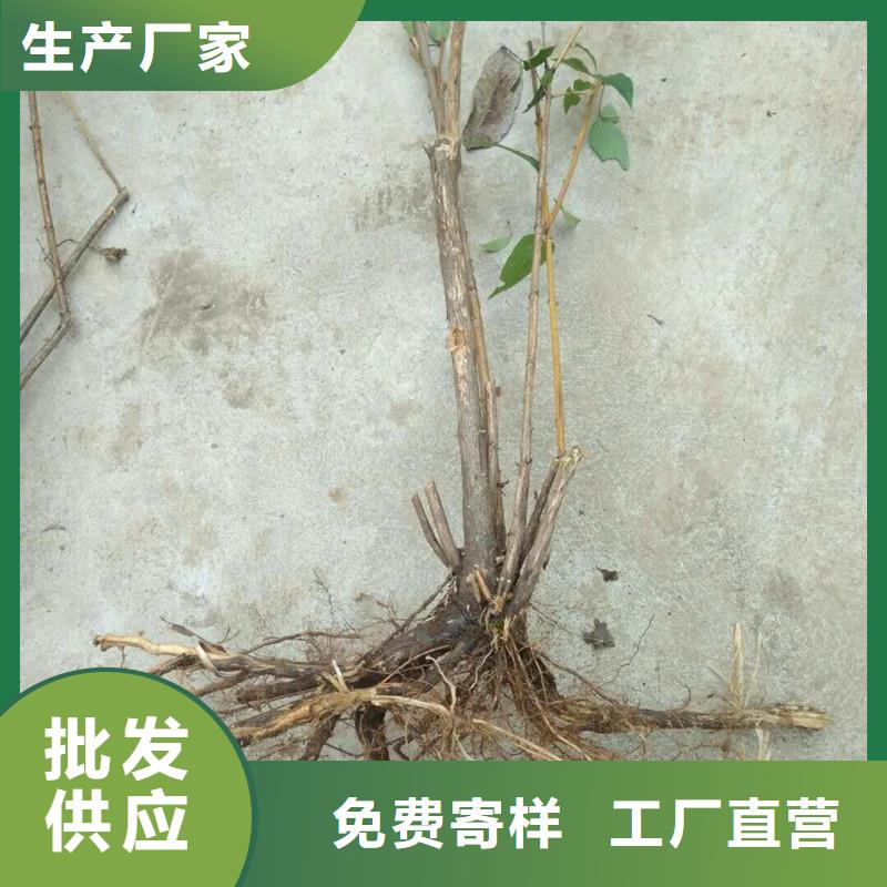 杈杷果李树苗根据要求定制