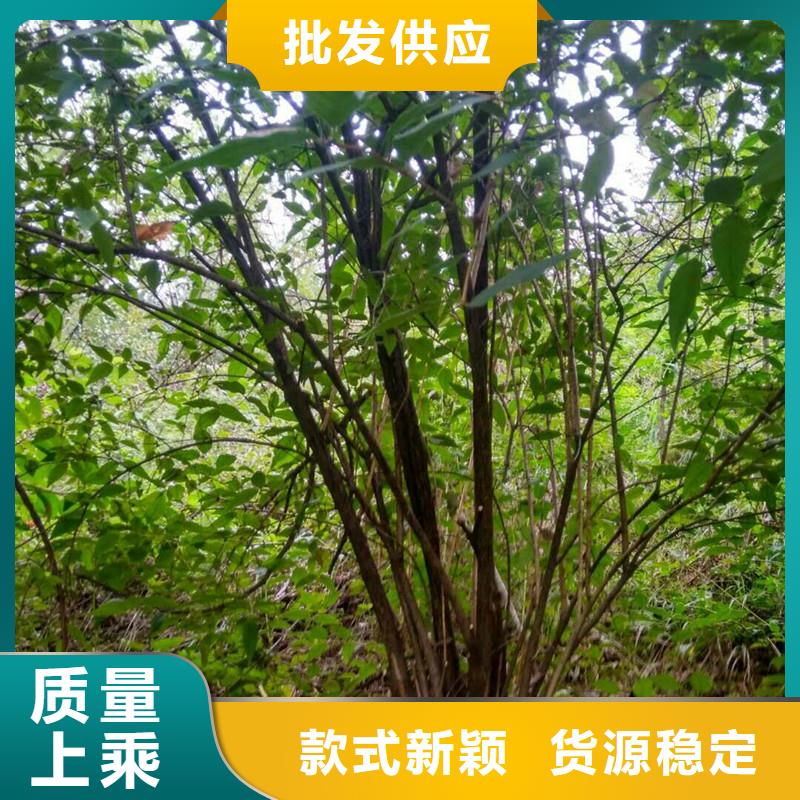 杈杷果西瓜番石榴苗精选厂家好货