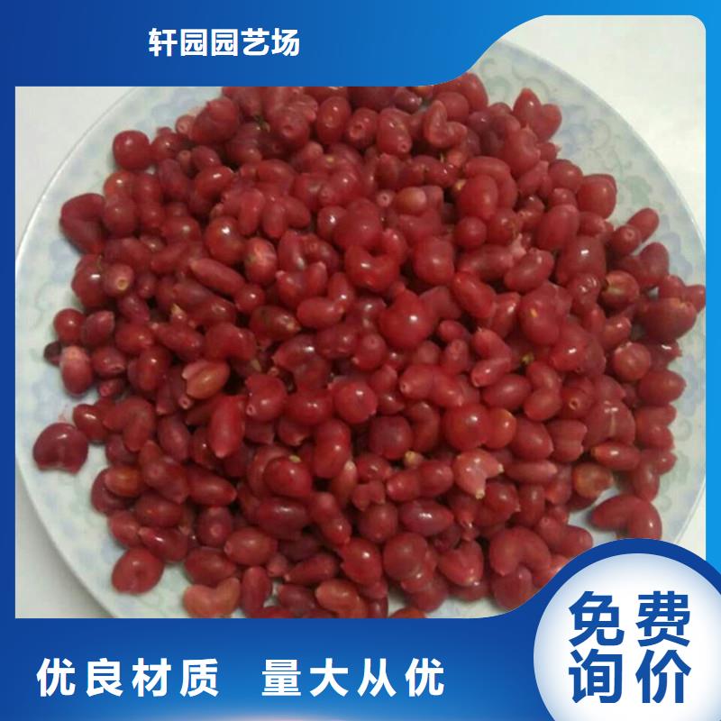 杈杷果苹果苗厂家现货批发