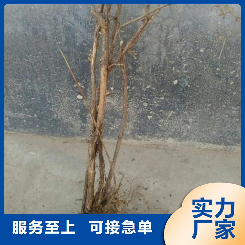 杈杷果苹果苗厂家现货批发