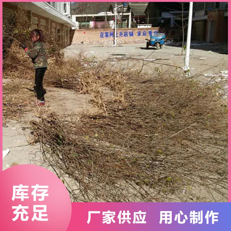 杈杷果_樱桃苗种类丰富
