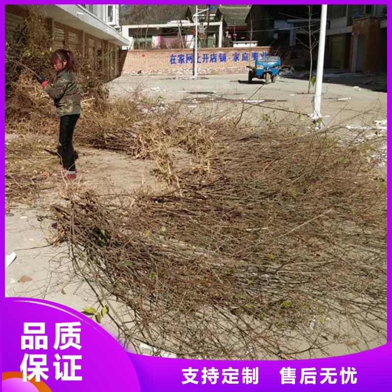 杈杷果板栗苗自产自销