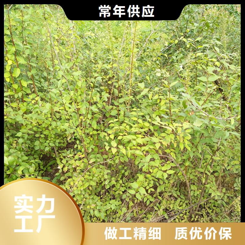 杈杷果桃树苗做工精细