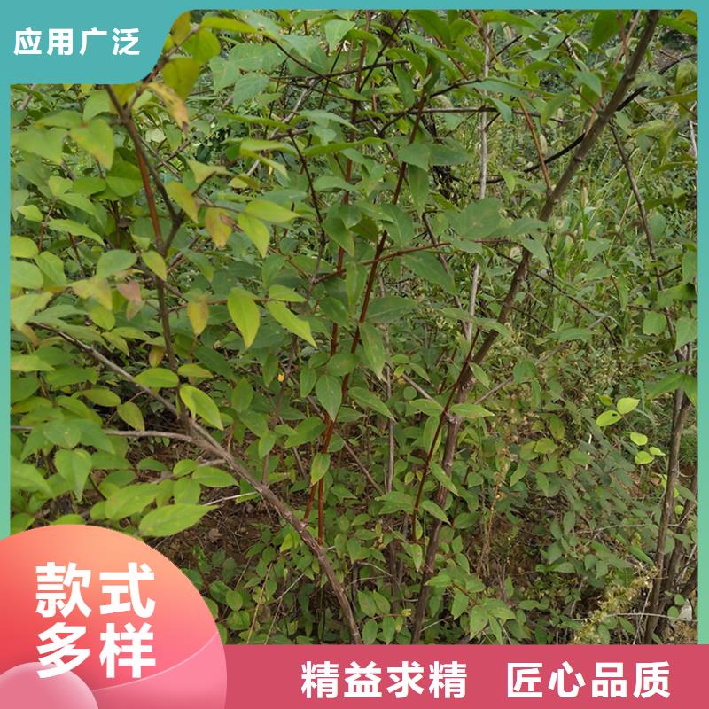 杈杷果,石榴树好品质选我们