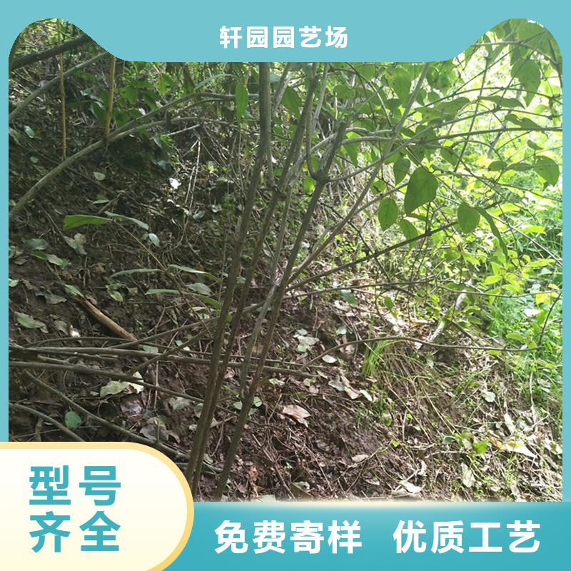 杈杷果苹果苗厂家现货批发