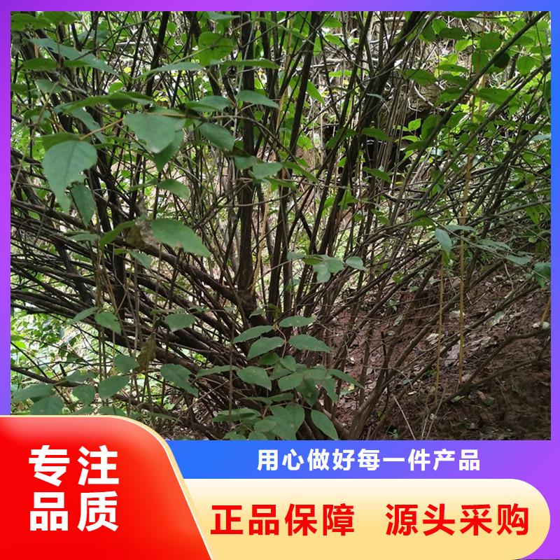 杈杷果苹果苗的简单介绍