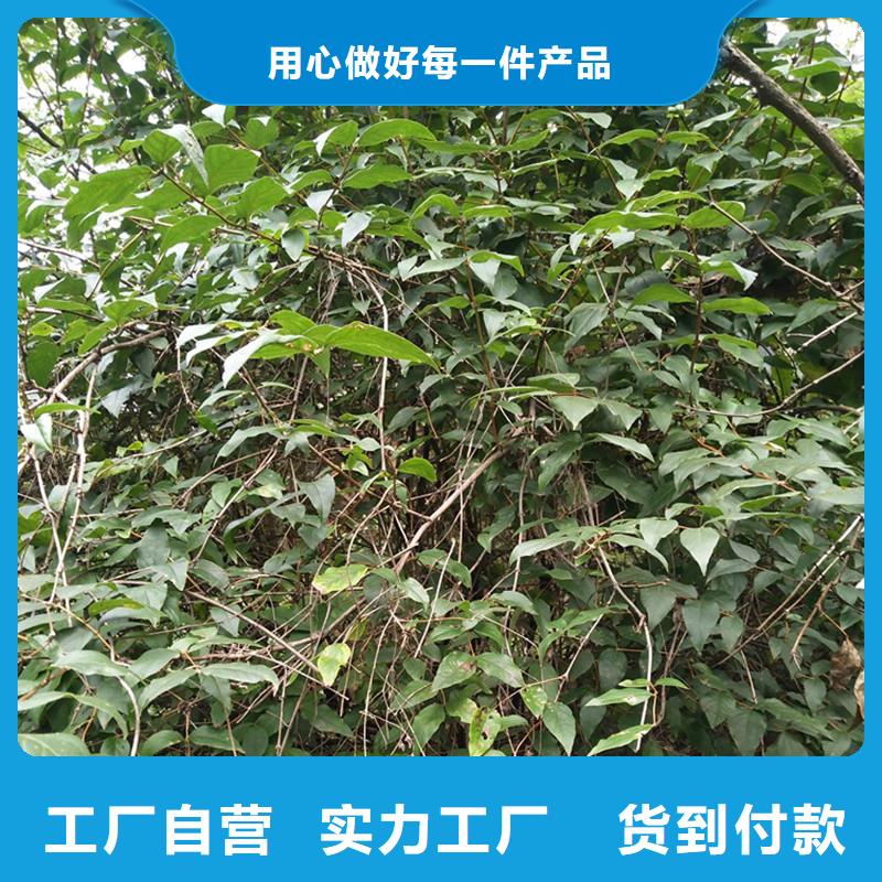 杈杷果樱桃苗材质实在