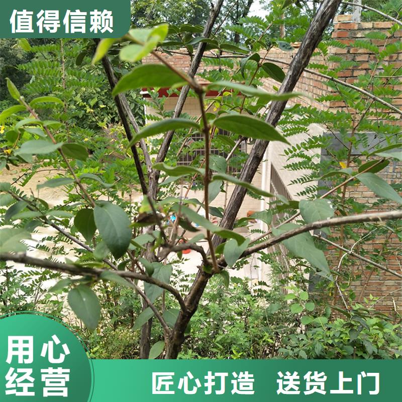 杈杷果石榴树源头厂源头货