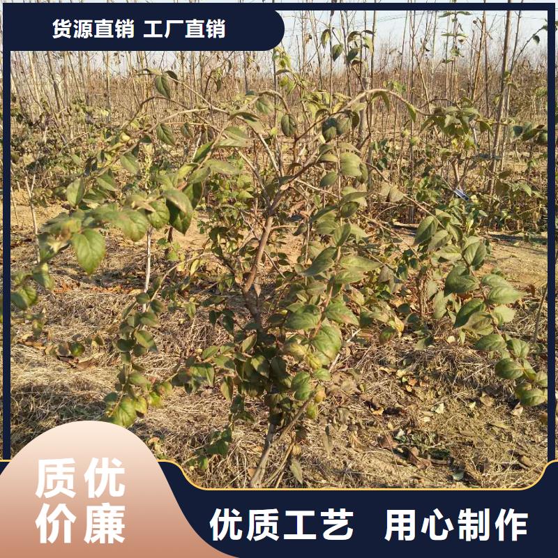 杈杷果石榴树源头厂源头货