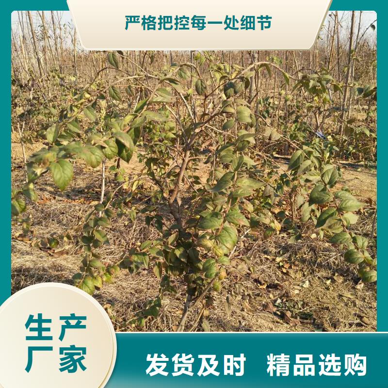杈杷果西瓜番石榴苗质量上乘