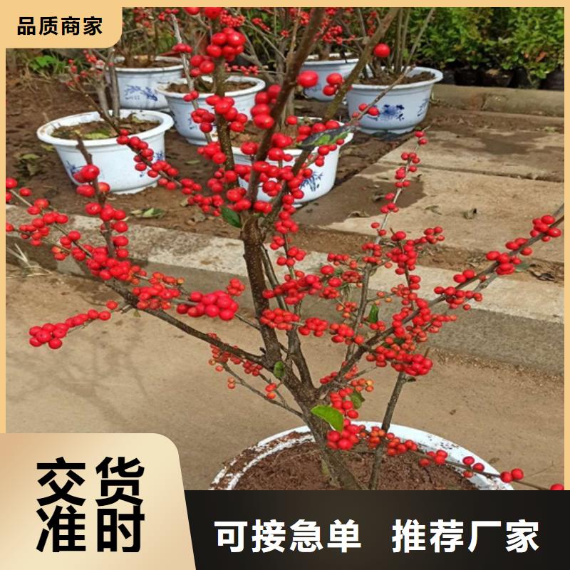 【北美冬青苹果苗用心细节】