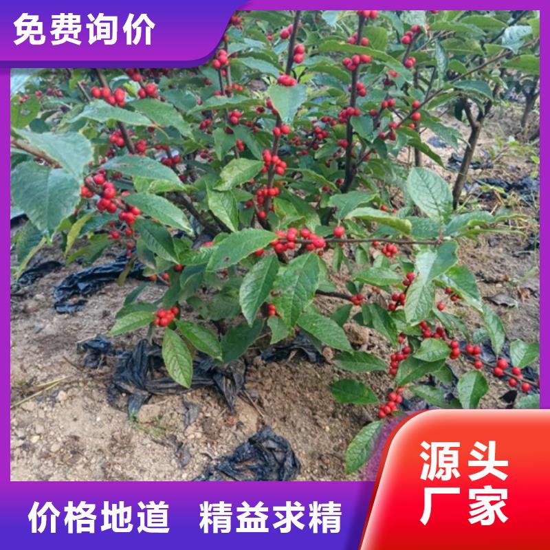 北美冬青-石榴苗多种优势放心选择