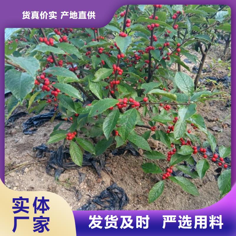 【北美冬青,樱桃苗货源充足】