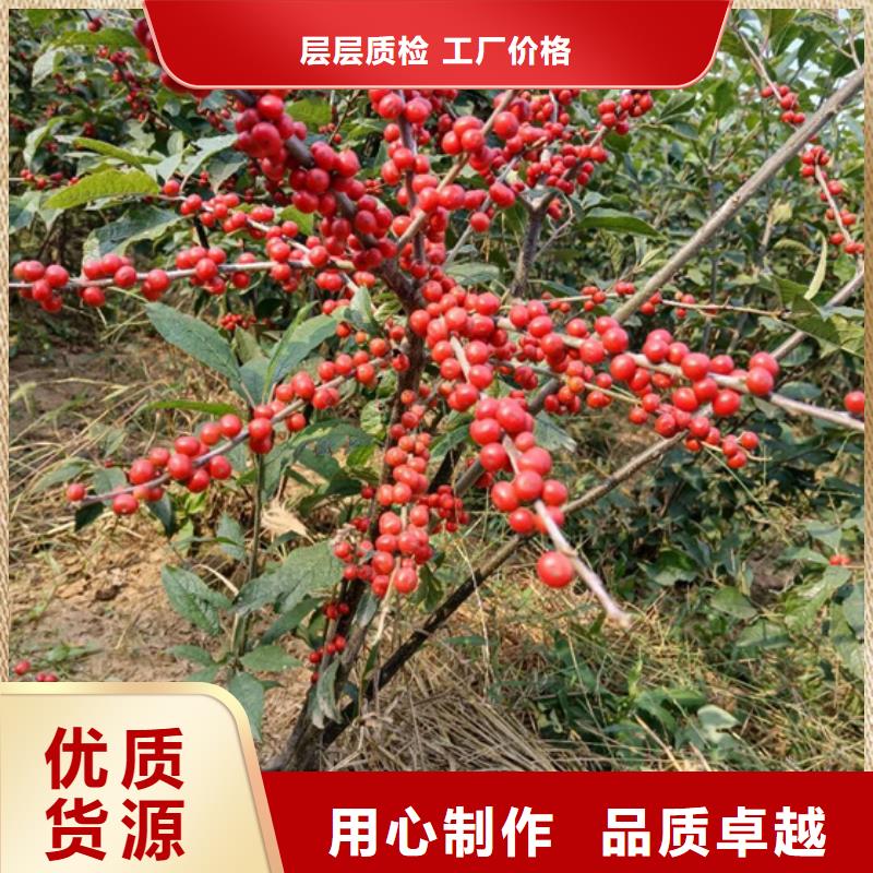 【北美冬青苹果苗用心细节】