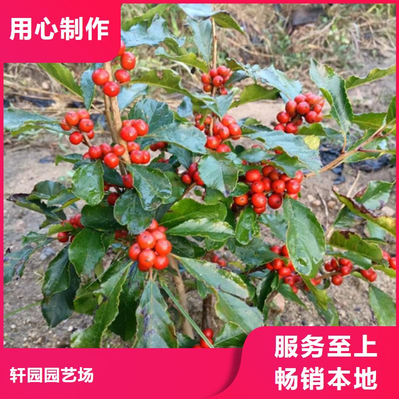 【北美冬青梨树苗采购】