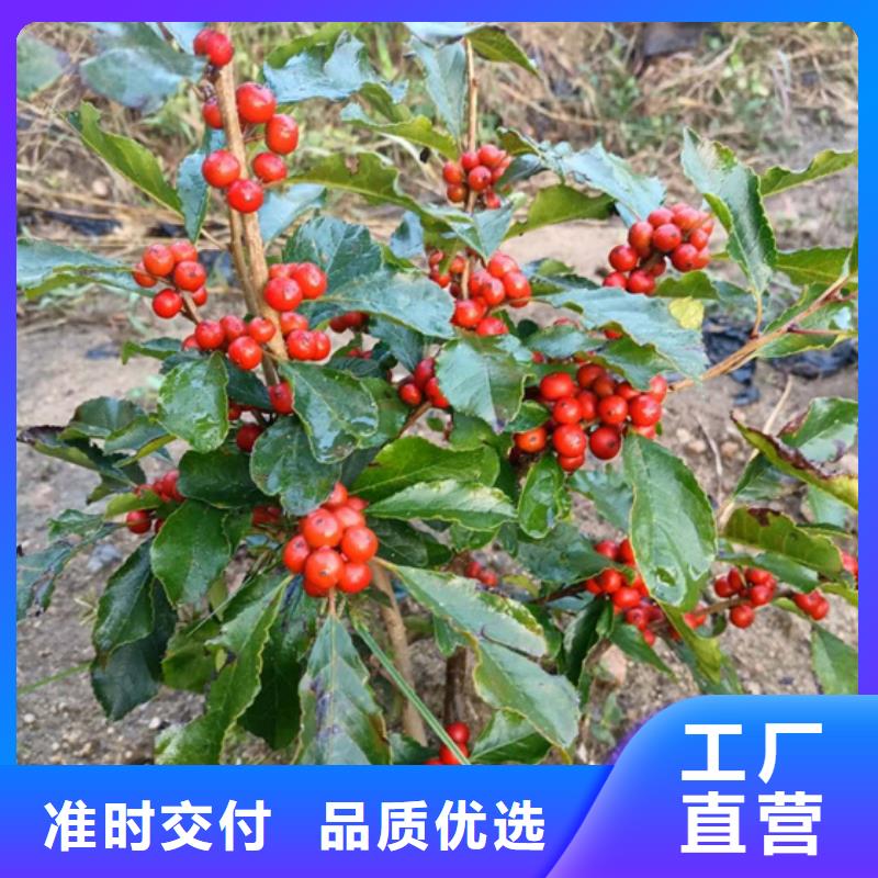 北美冬青蓝莓苗专业生产制造厂