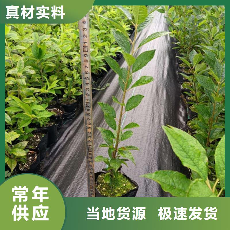 【北美冬青苹果苗用心细节】