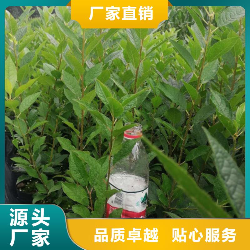 北美冬青花椒苗重信誉厂家