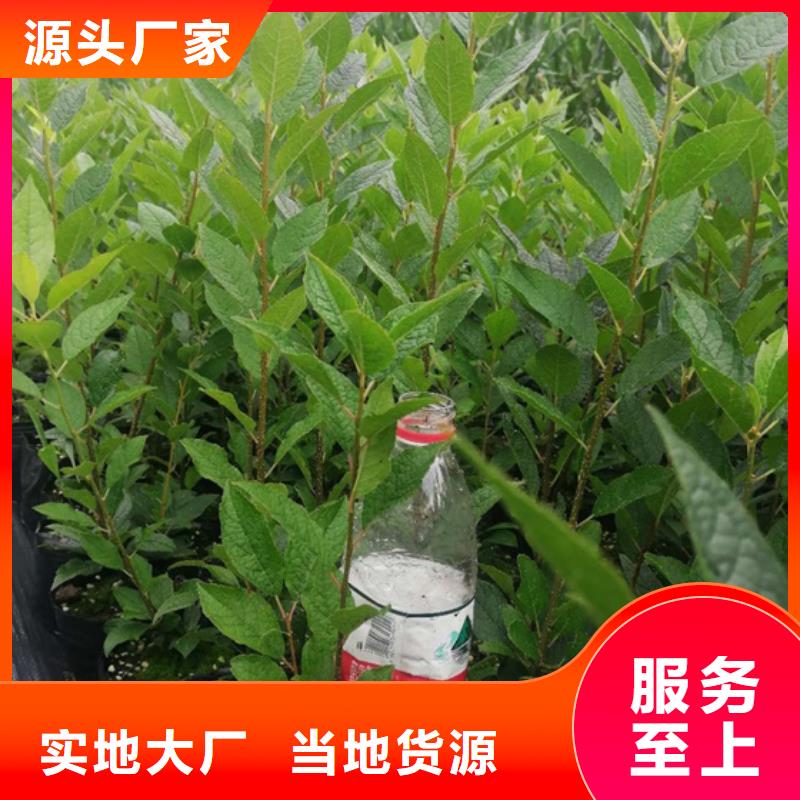 【北美冬青,桃树苗敢与同行比质量】