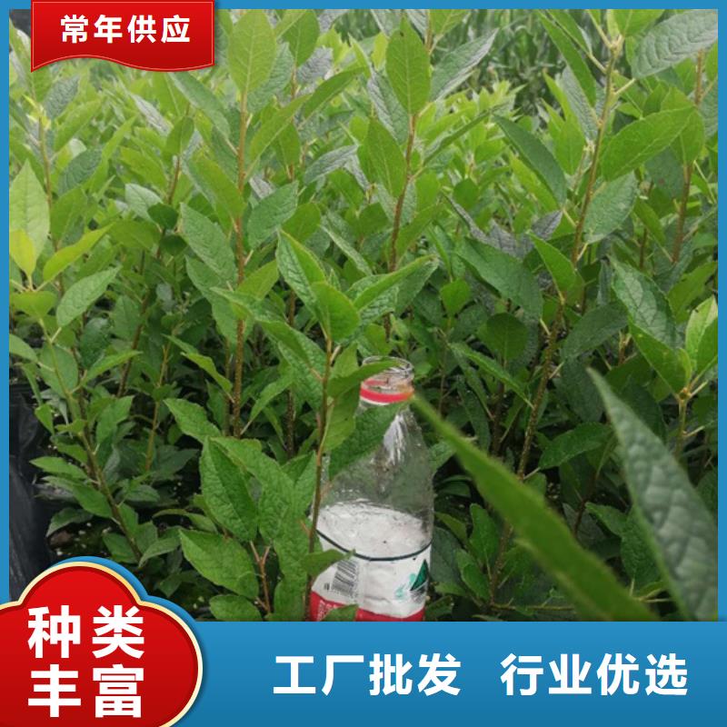 北美冬青板栗苗价格低
