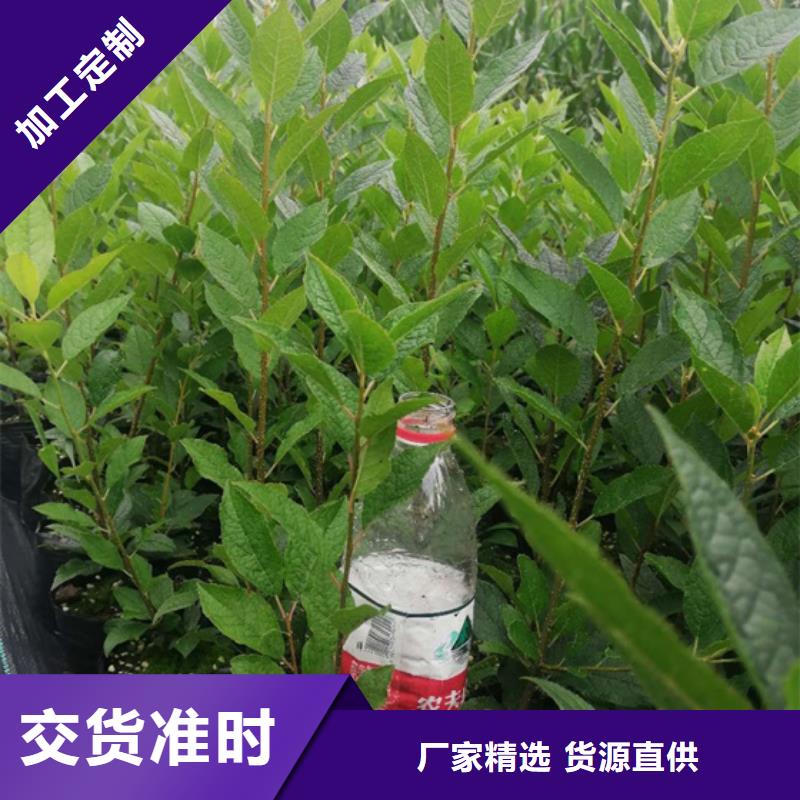 【北美冬青梨树苗采购】