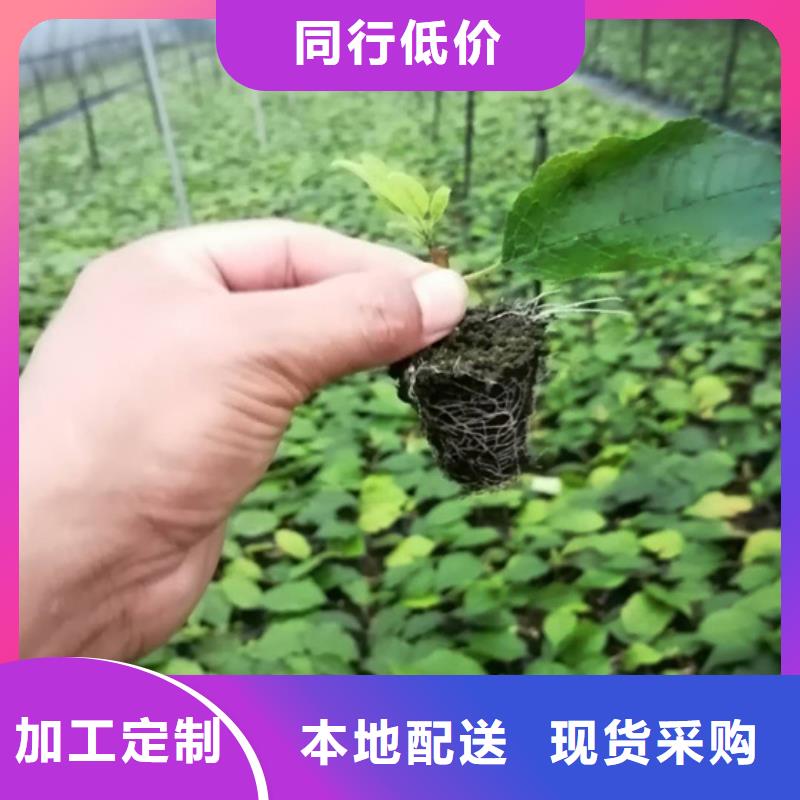 北美冬青_奶油草莓品质商家