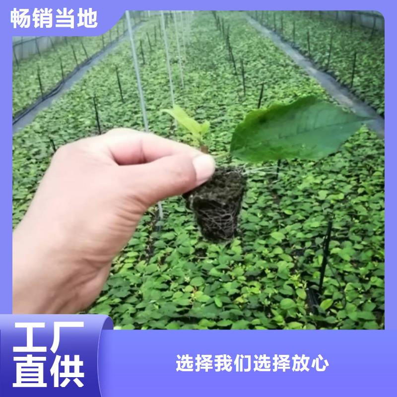 【北美冬青苹果苗用心细节】