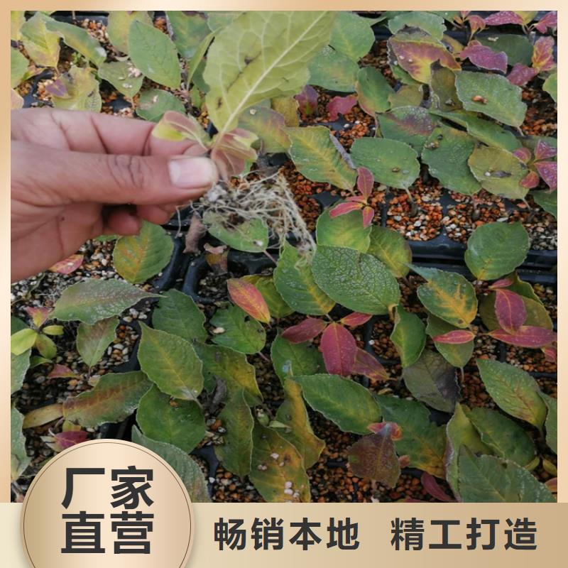 【北美冬青,樱桃苗货源充足】