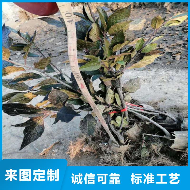 北美冬青蓝莓苗专业生产制造厂