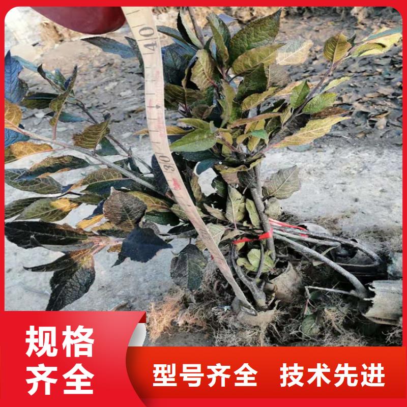 北美冬青红石榴苗基地优选货源