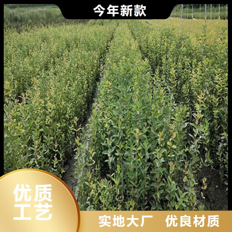 【北美冬青免费获取报价】