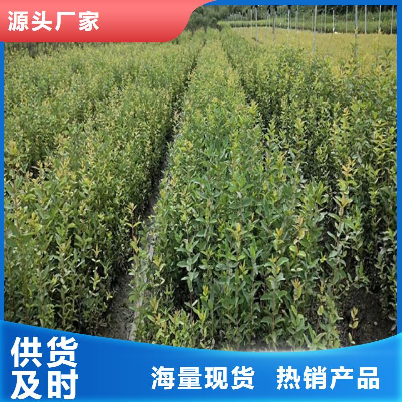 北美冬青杏树苗厂家质量过硬