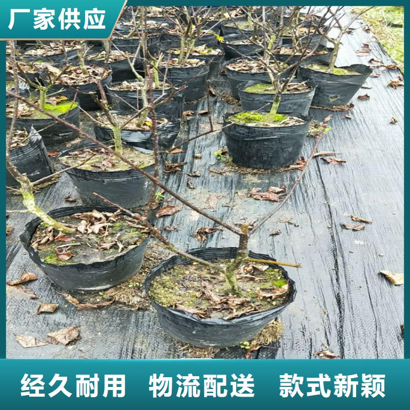 北美冬青板栗苗价格低