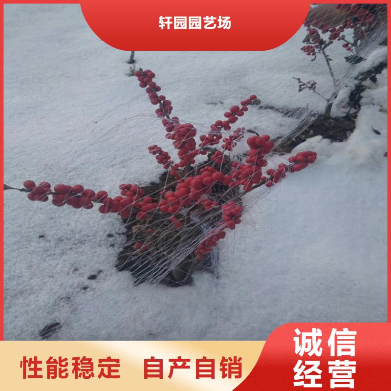 北美冬青-桃树苗厂家供应