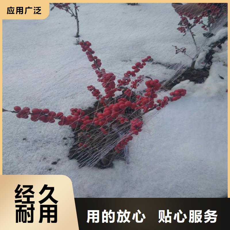 北美冬青【奶油草莓】批发供应