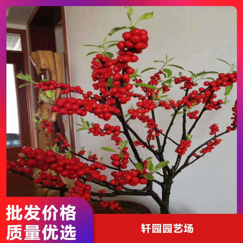 北美冬青樱桃苗工艺精细质保长久