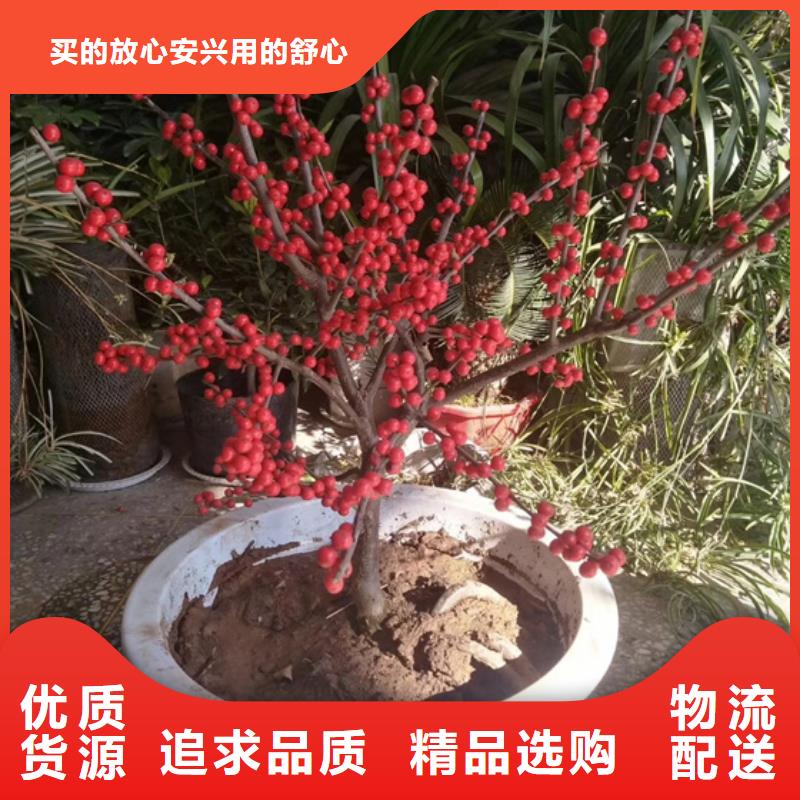 【北美冬青】板栗苗厂家采购