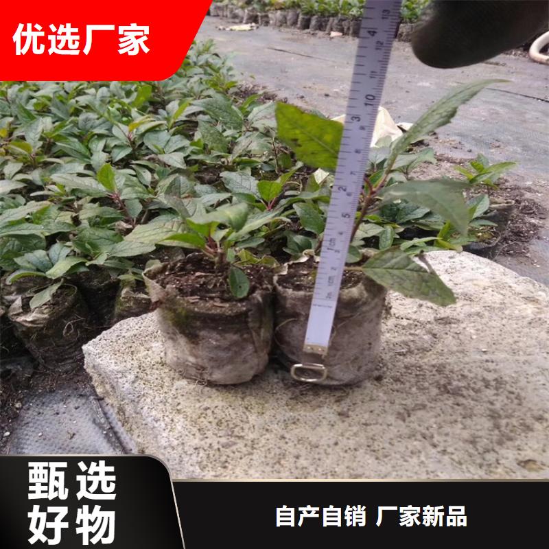 【北美冬青苹果苗用心细节】