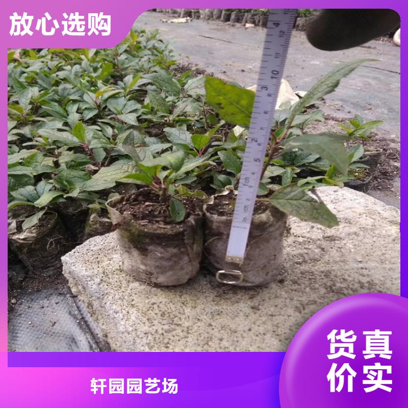 【北美冬青苹果苗用心细节】